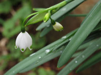 スズランスイセン