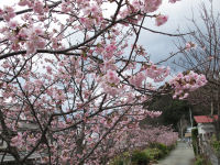南川の桜
