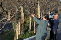 大沢地区短冊設置