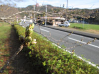 那賀バイパスの桜