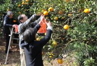 安曇地区親善訪問団