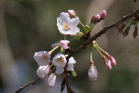 室岩洞のソメイヨシノ