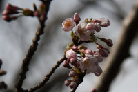 大沢温泉のソメイヨシノ