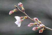 那賀川堤の桜