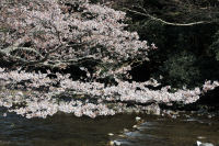 大沢温泉のソメイヨシノ