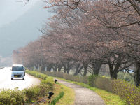 那賀バイパス桜