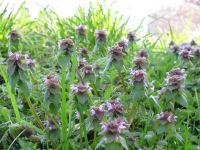 ヒメオドリコソウ