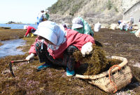 ひじき刈り