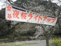 夜桜ライトアップ