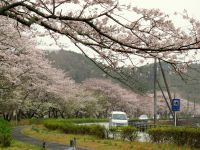那賀バイパス桜