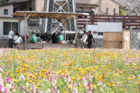花畑足湯と那賀川堤桜