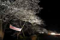 夜桜ライトアップ