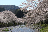 大沢温泉の桜