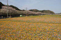 田んぼをつかった花畑