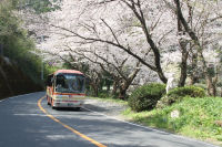 室岩洞付近の桜