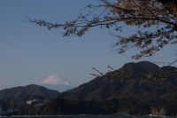 富士山と桜