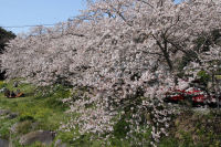 大沢温泉の桜