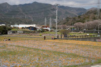 田んぼをつかった花畑