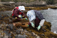 岩地ひじき刈り