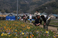 田んぼをつかった花畑