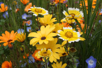 田んぼをつかった花畑