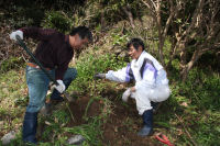 桜の苗木の植樹