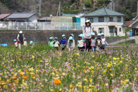 田んぼをつかった花畑