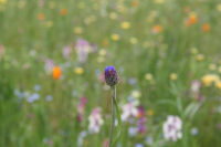田んぼをつかった花畑
