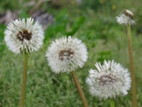 タンポポ