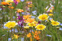 田んぼをつかった花畑