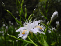 シャガ（著莪）