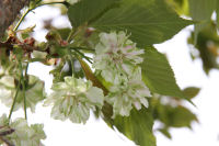 ギョイコウ（御衣黄）