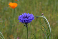 田んぼをつかった花畑