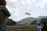凧揚げ（江戸とんび）