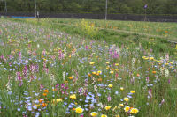田んぼをつかった花畑