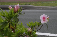 那賀バイパスのツツジ