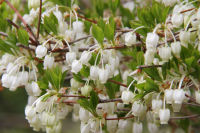 ドウダンツツジ