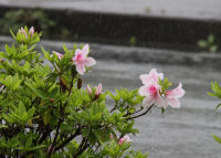 那賀バイパスつつじ