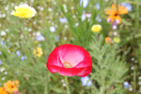 田んぼをつかった花畑