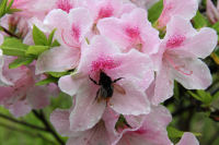 那賀バイパスつつじ