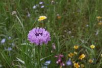 田んぼをつかった花畑