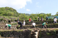 石部棚田畦塗り作業