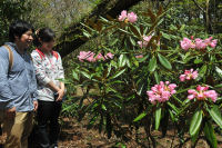 長九郎山のシャクナゲ