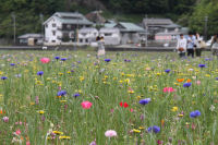 田んぼをつかった花畑