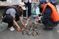 松崎新港釣り大会