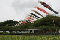 田んぼをつかった花畑