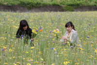 田んぼをつかった花畑