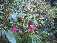 長九郎山のシャクナゲ