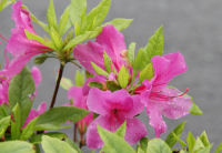 那賀バイパスつつじ