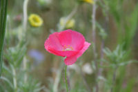 田んぼをつかった花畑